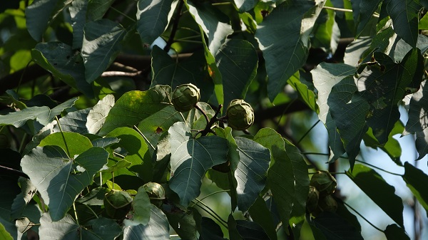 四川建成麻疯树无性系种子园