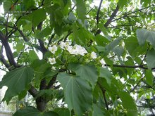 能源植物种植产业需要更系统的举措