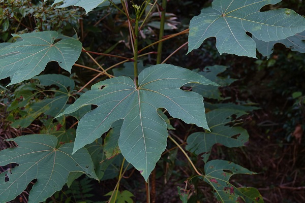 扒一扒这些与清明有关的诗句中藏着的春季植物